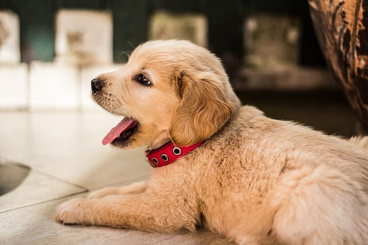 how does a flea collar work on a dog