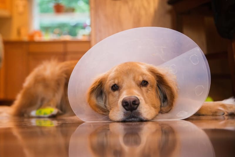 caring for dog stitches