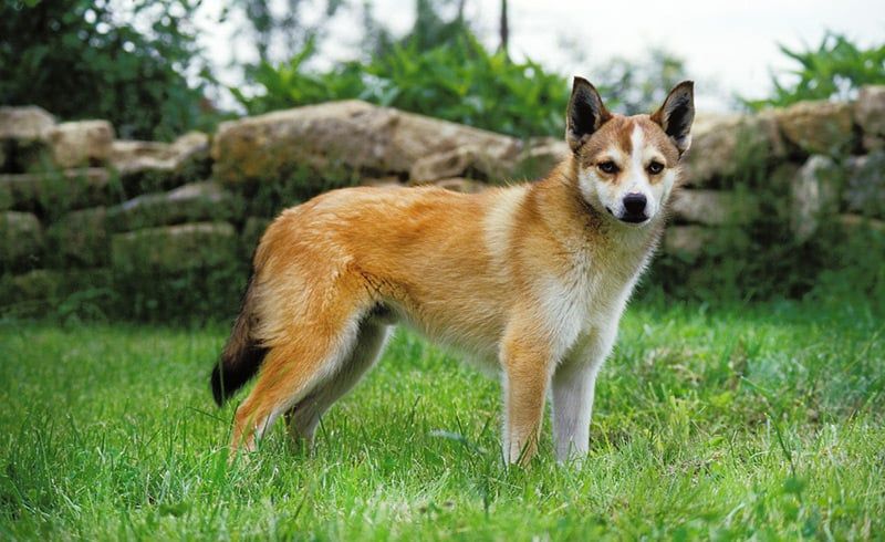 Norwegian Lundehund
