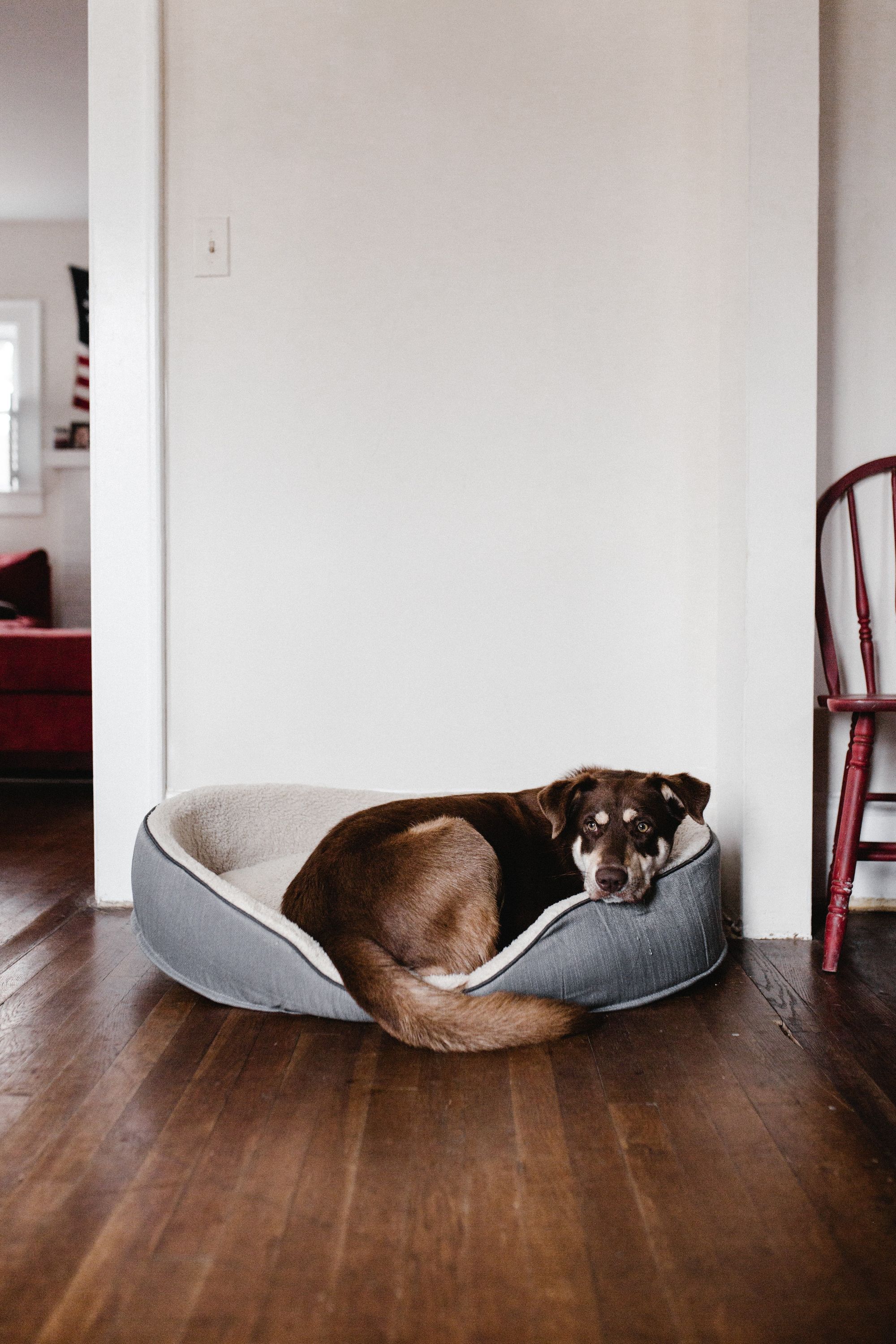 Best Dog Probiotics for Yeast