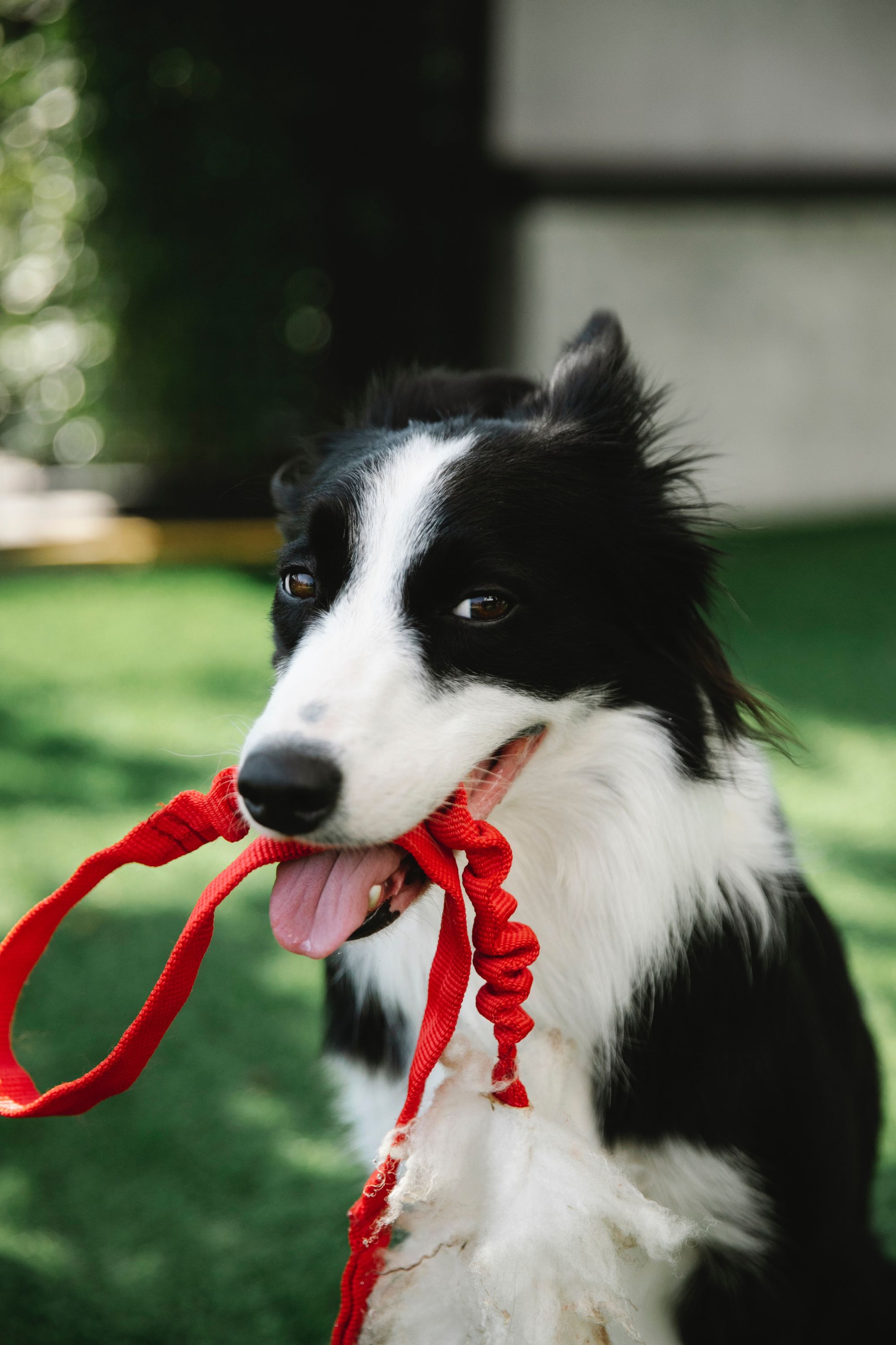 what does a red collar on a dog mean
