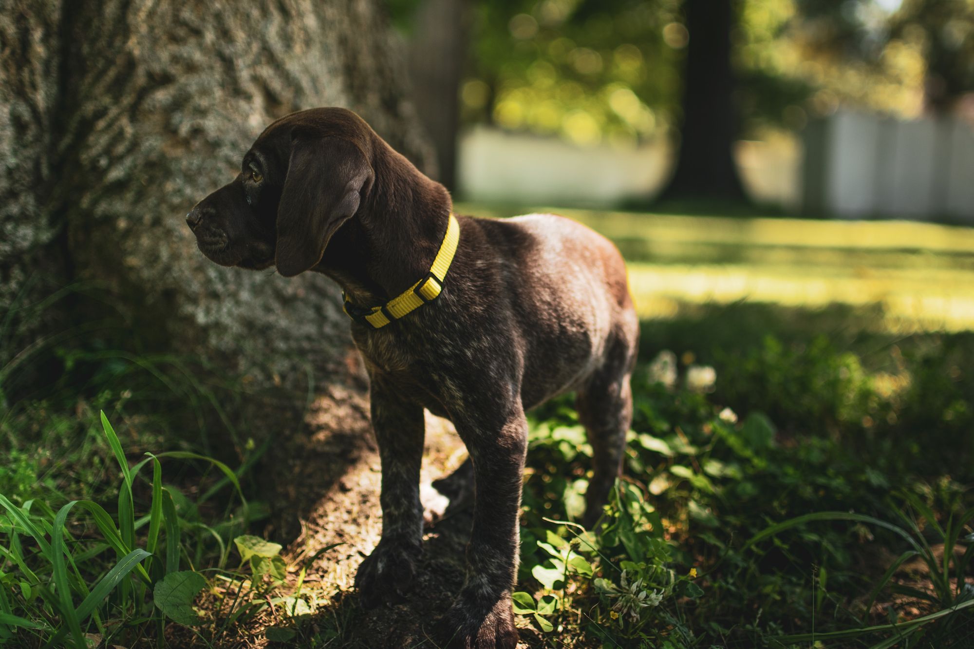 what does a yellow collar on a dog mean