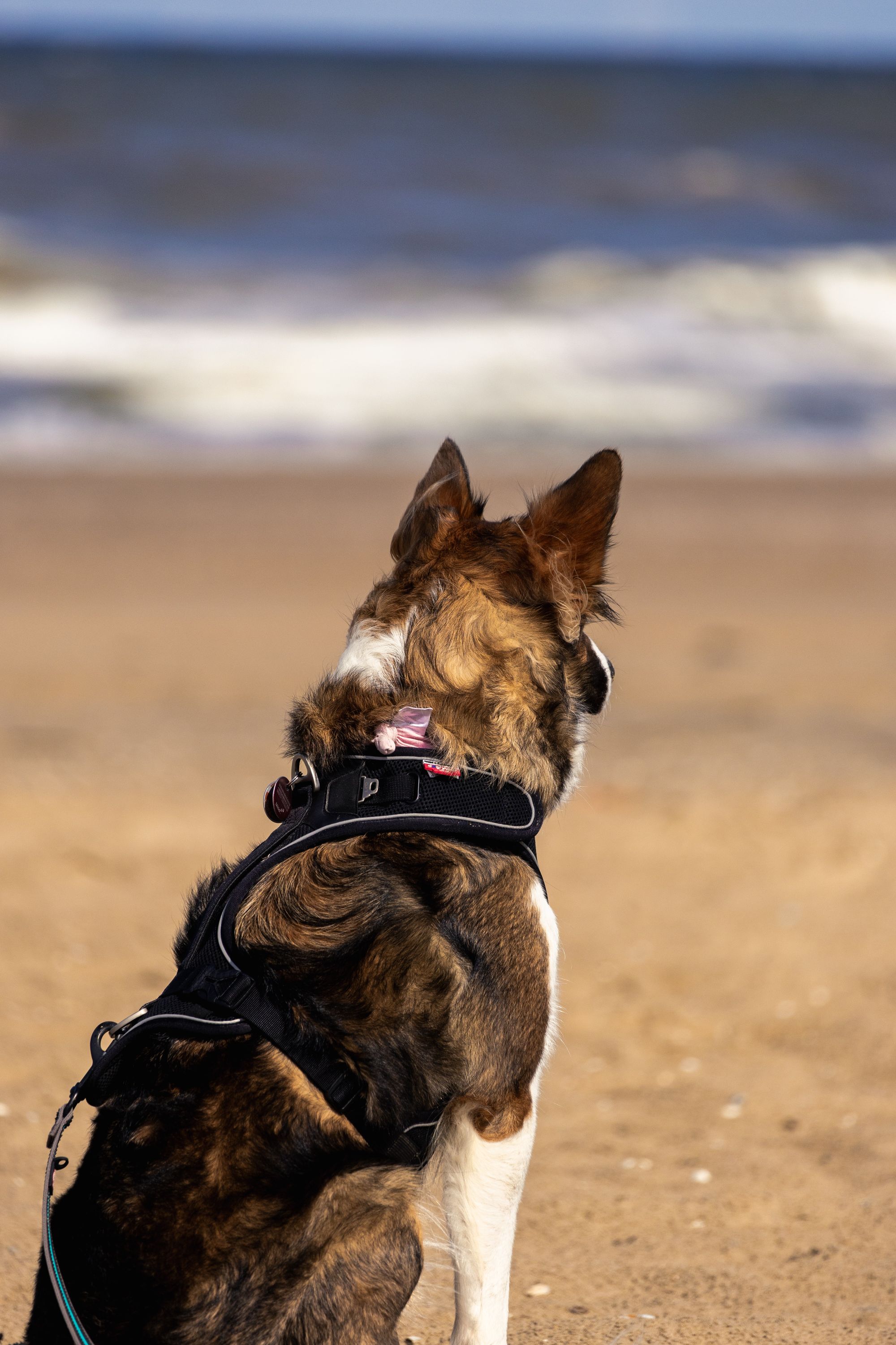 Dog Knee Brace