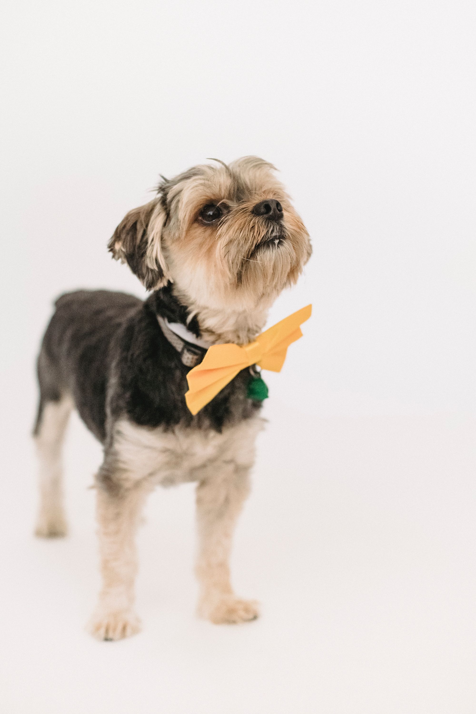 how to make a bow for a dog collar