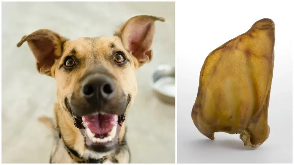 Pig Ears for Dogs