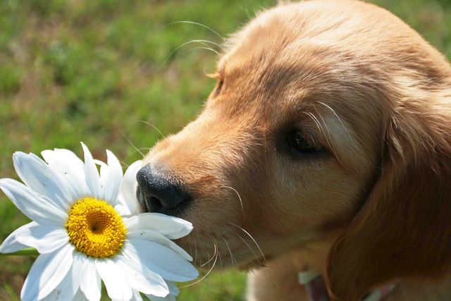 flowers for dogs
