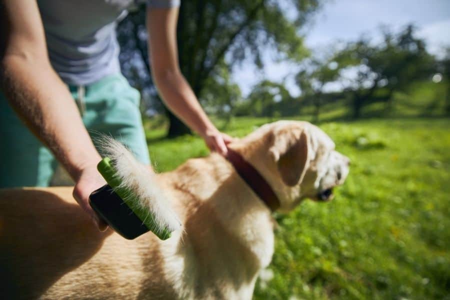 Dog Shedding Solutions