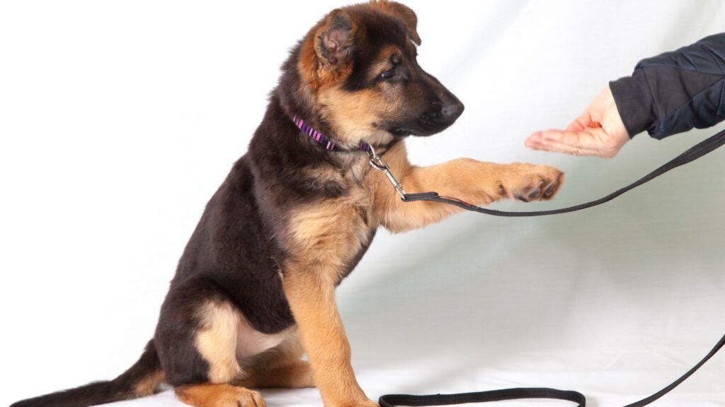 Common Dog Training Mistakes