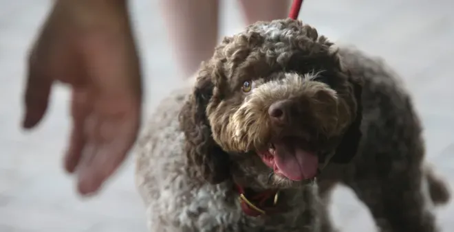 Truffle Hunting Dogs