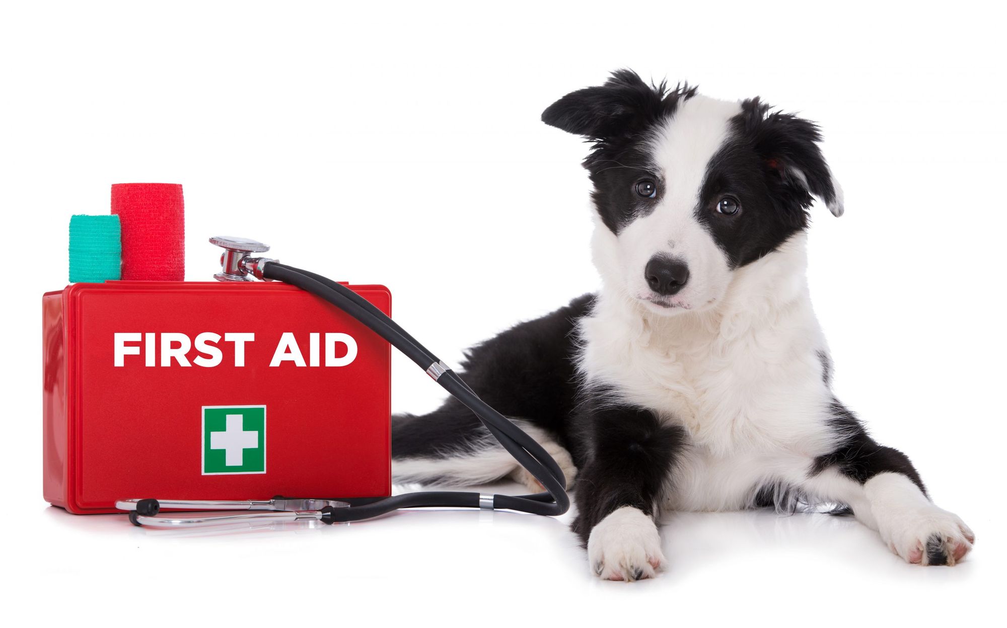 Create a Dog First Aid Kit