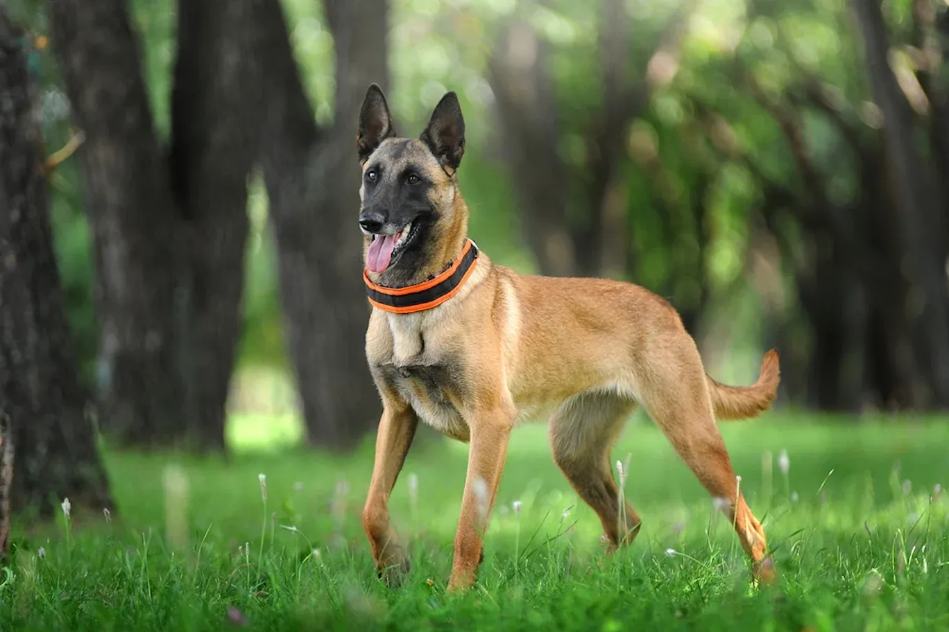  Belgian Malinois 