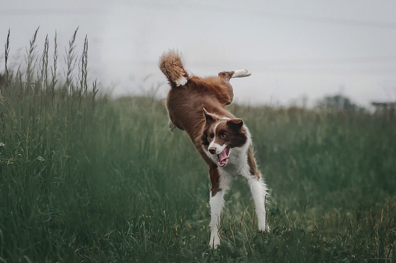 Border Collie Colors and Markings