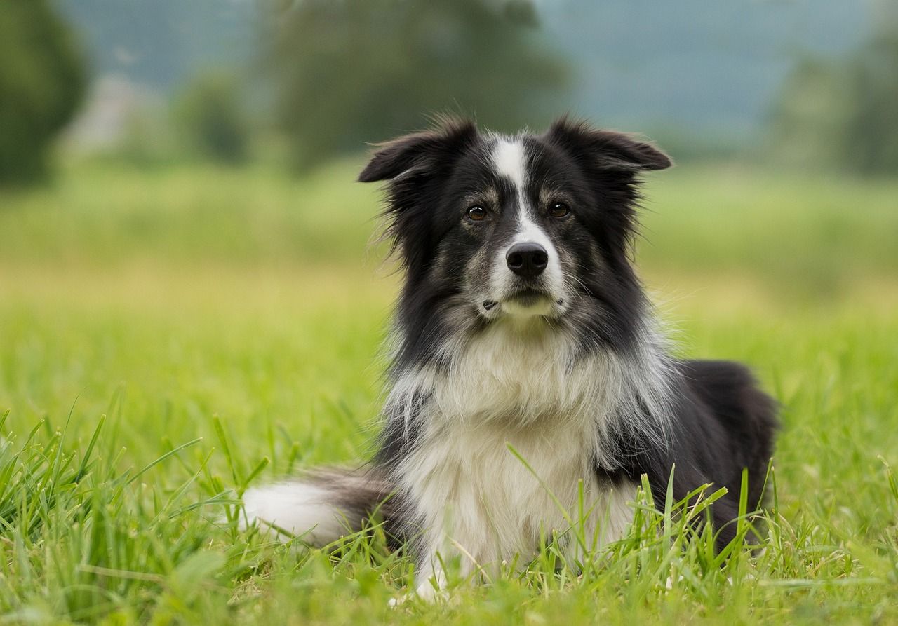 Can Border Collies Be Left Alone?