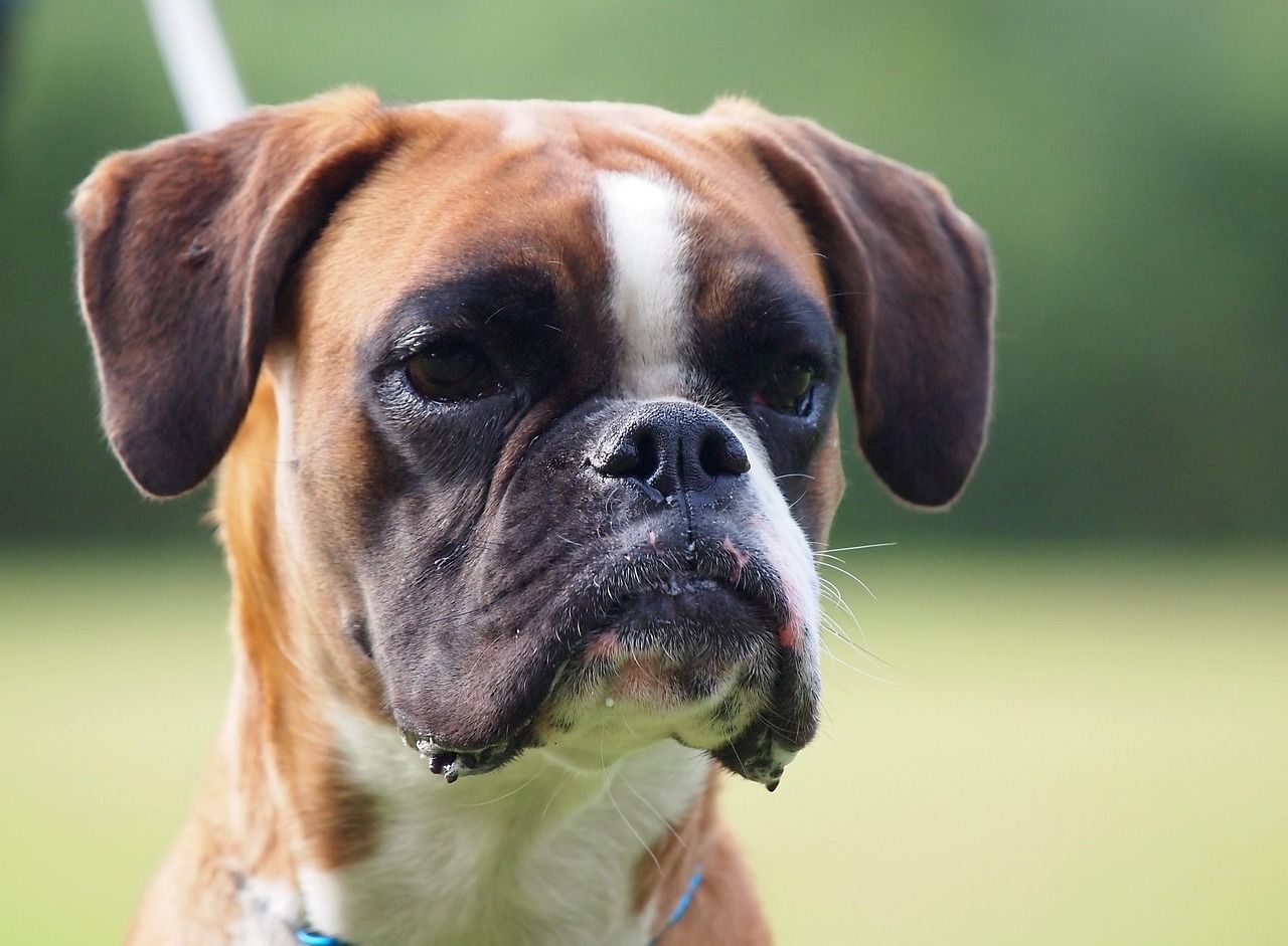 Are Boxer Dogs Protective?