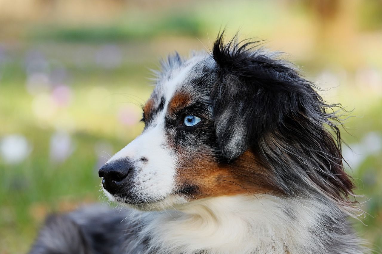 Can Australian Shepherds be left alone?