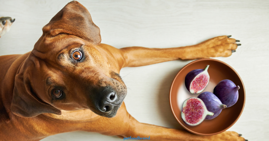 Dogs Eat Figs