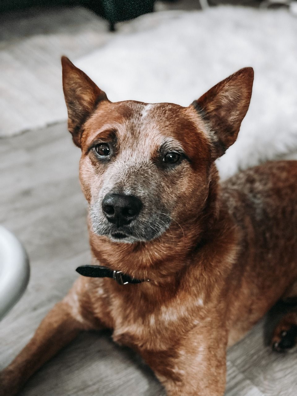Do Australian Cattle Dogs Bark a Lot