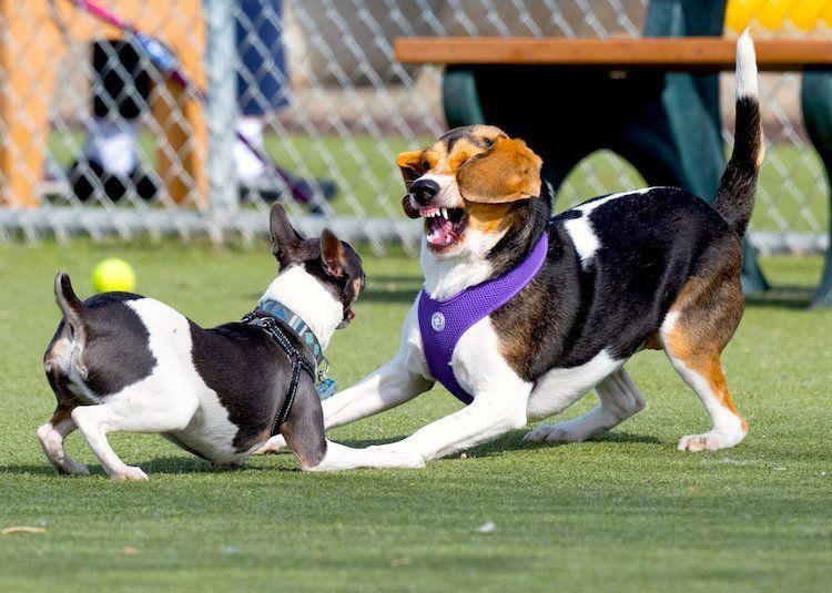 Are Beagle Dogs Aggressive