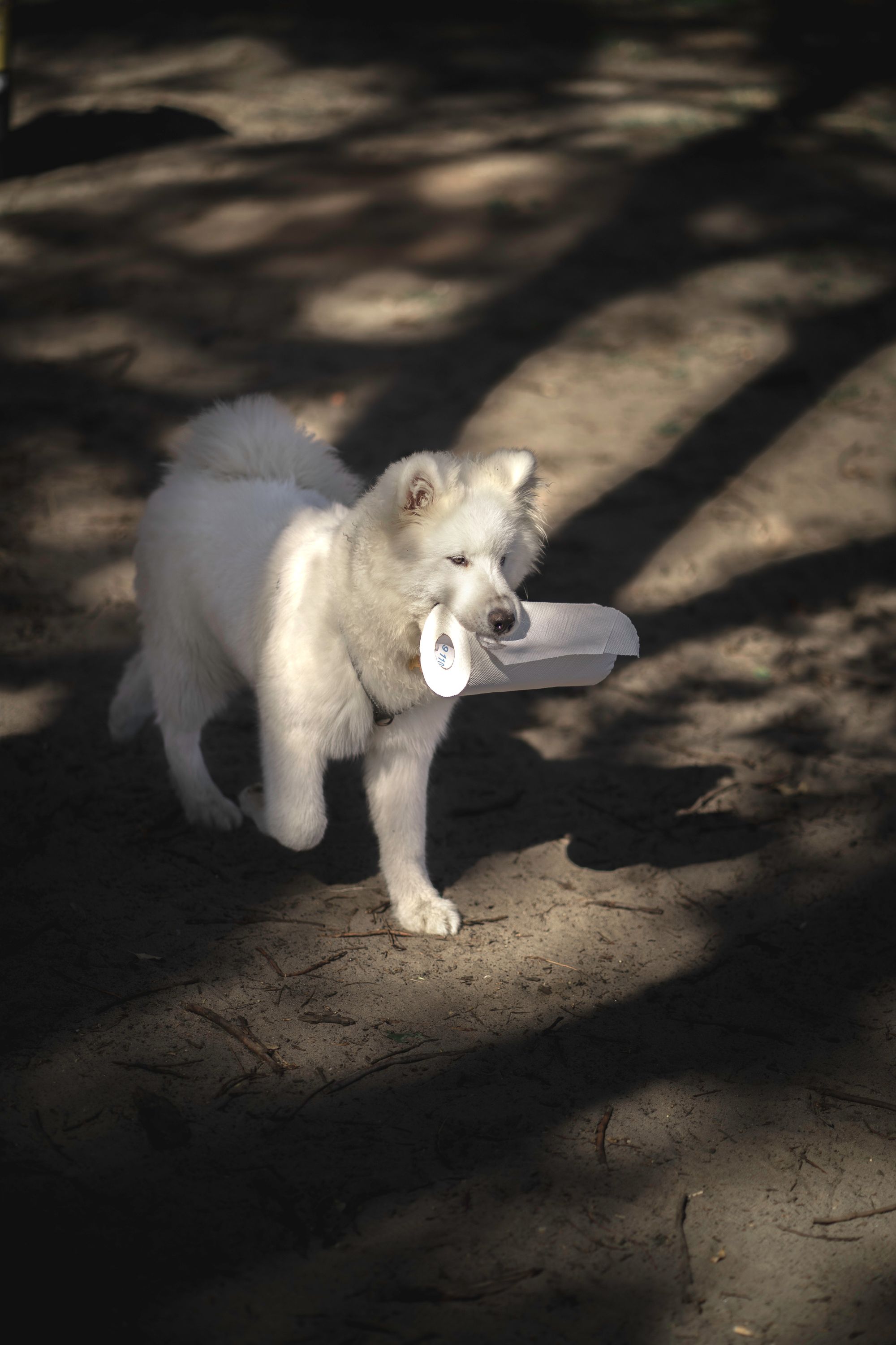 Dog Ate Paper Towel: What to Do Next