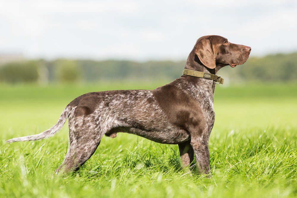 German Shorthaired Pointer https://blog.tryfi.com/