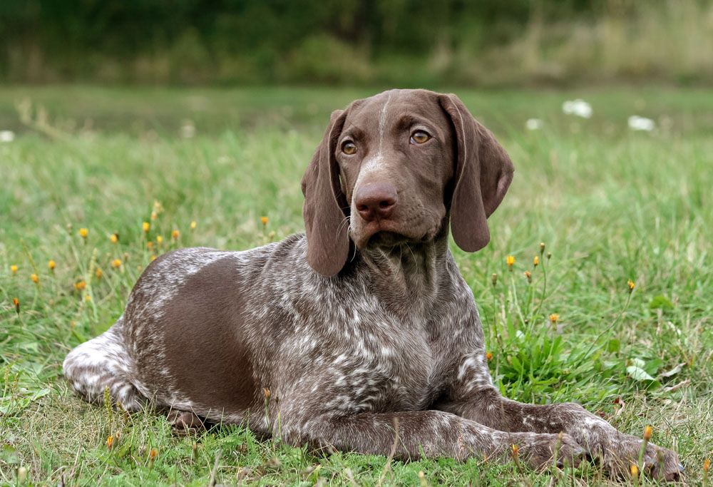 German Shorthaired Pointer Dog