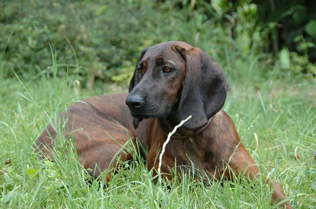 Hanoverian Scenthound