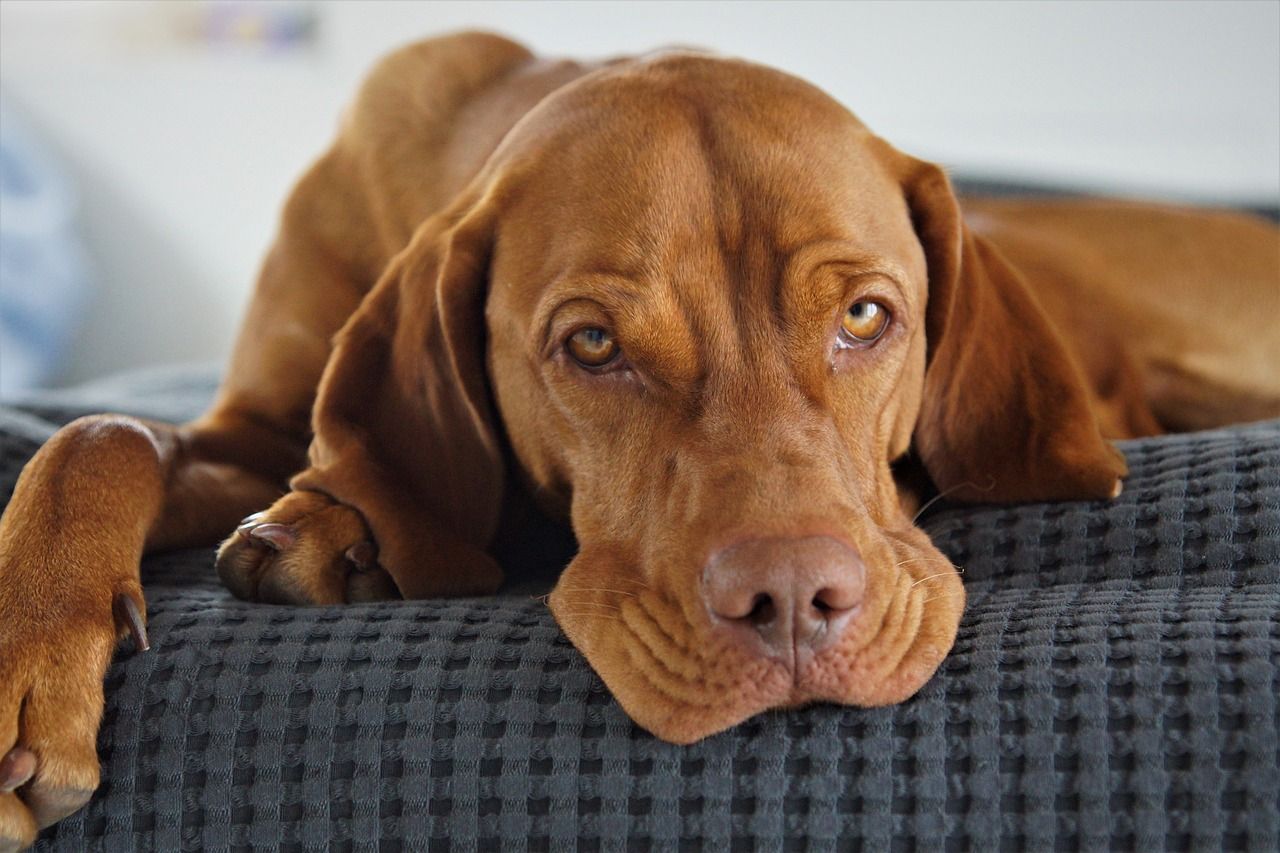 Are Vizslas easy to train?