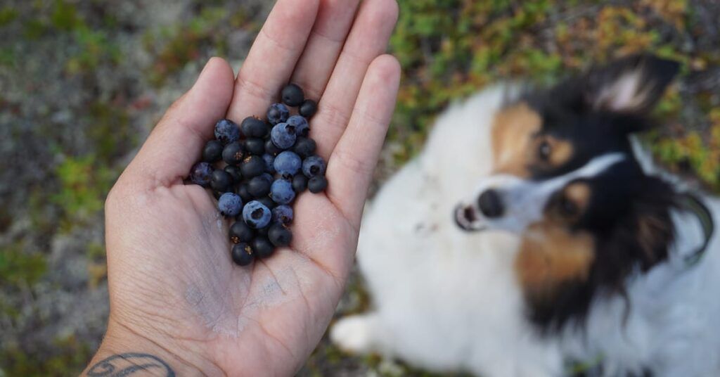Dogs Eat Blueberries