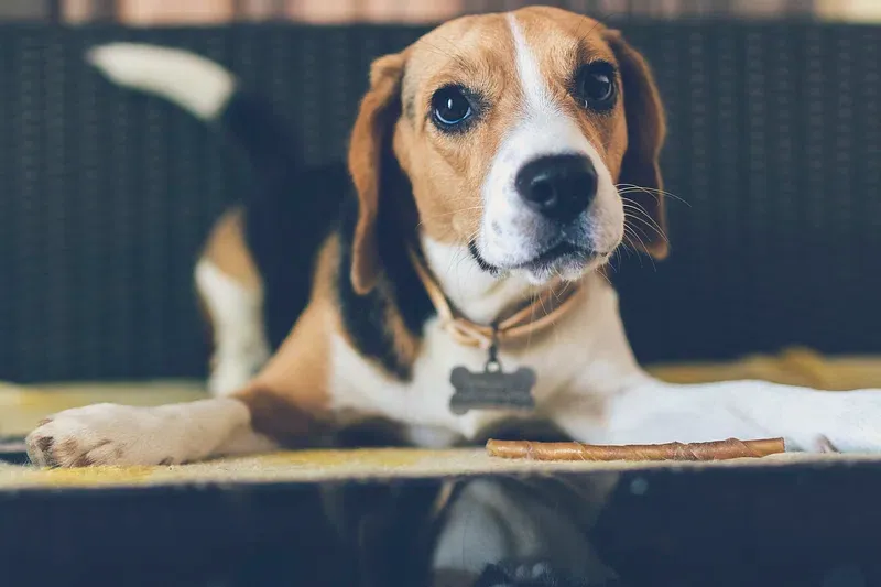 why do dogs scratch the floor