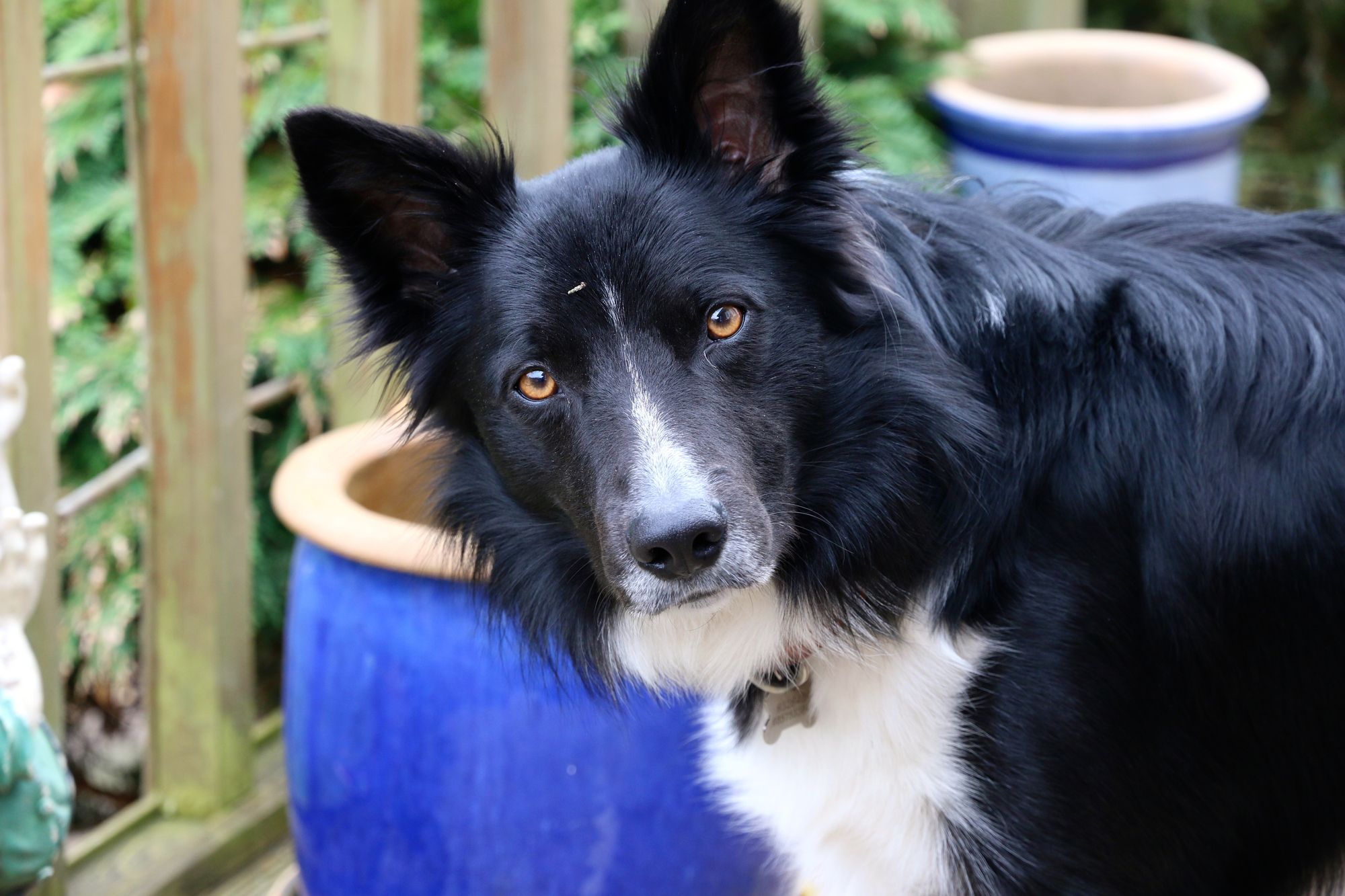 border collie chow mix