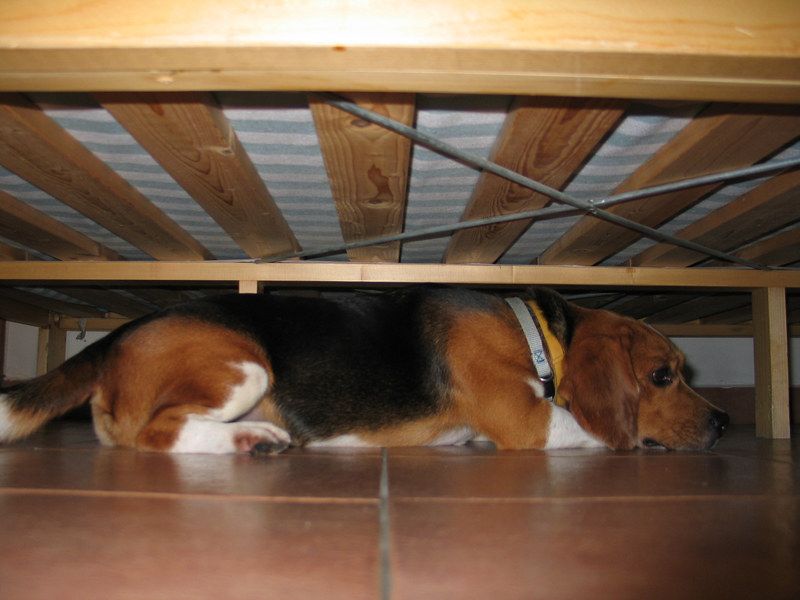 why does my dog sleep under my bed