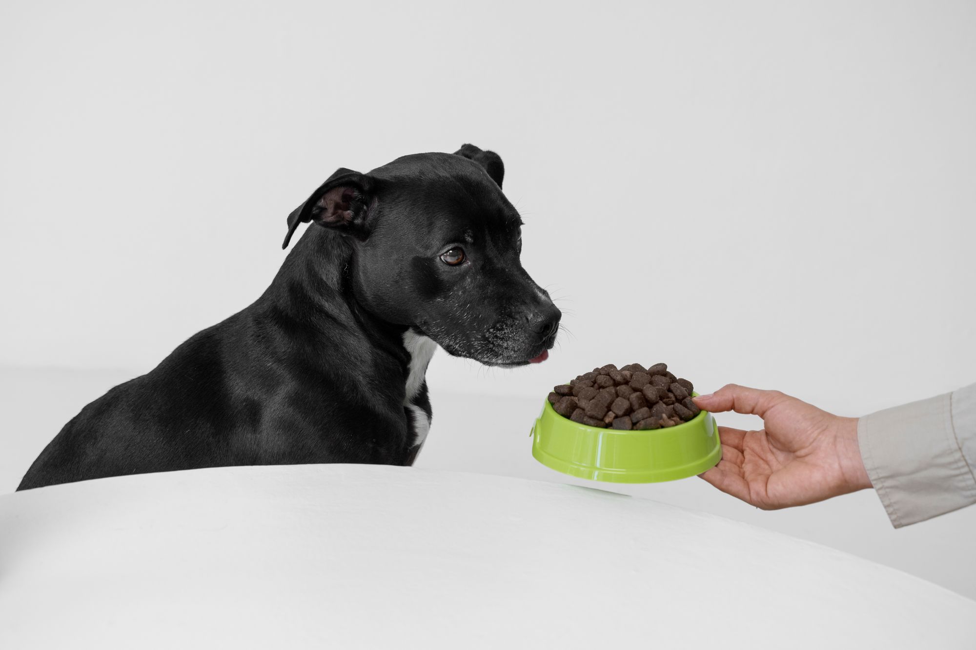 Best Bowls for Small Dogs