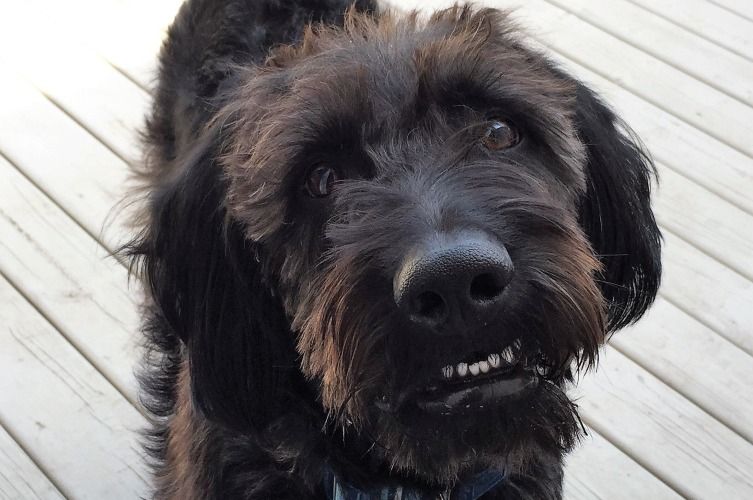 can labradoodles be akc registered
