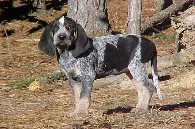 Bluetick Coonhounds