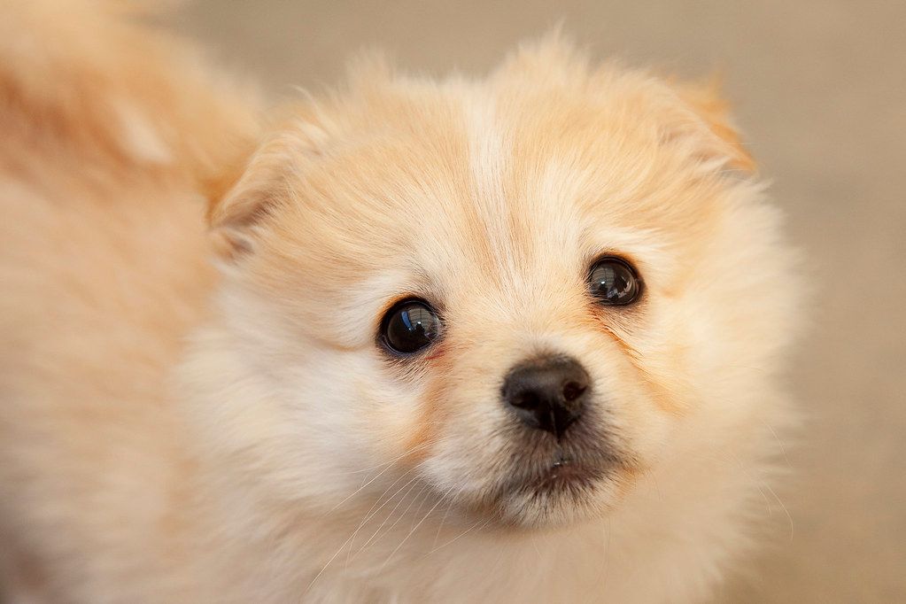 Pomeranian Golden Retriever Mix