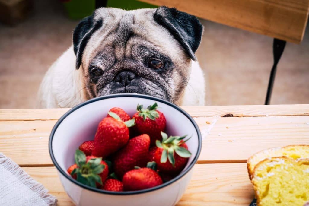 Can Dogs Eat Strawberries