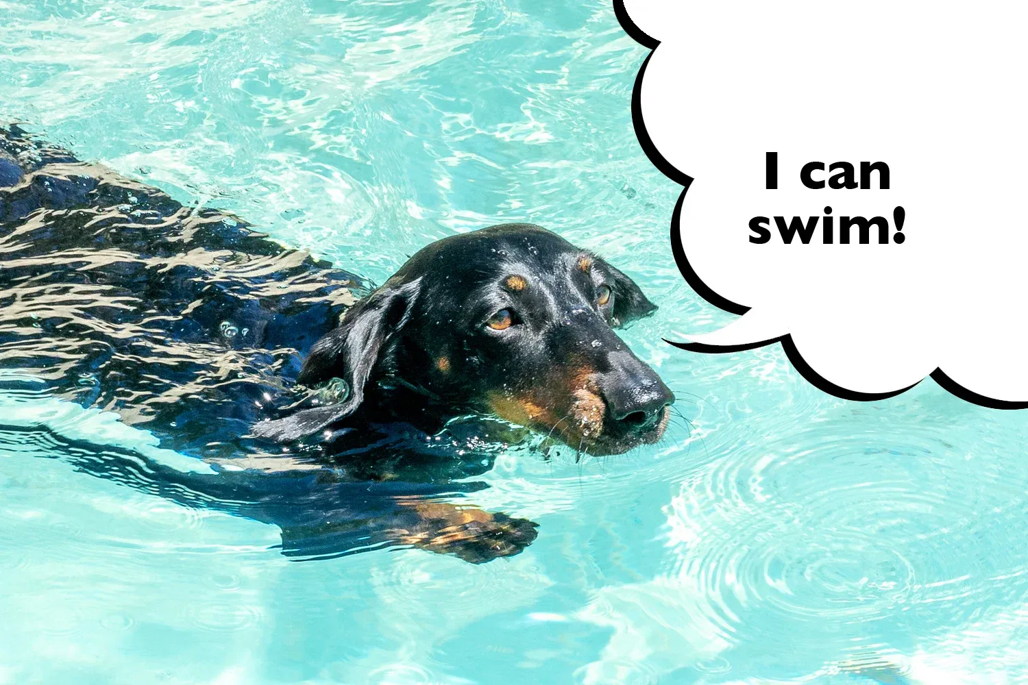 Can Dachshund Swim?