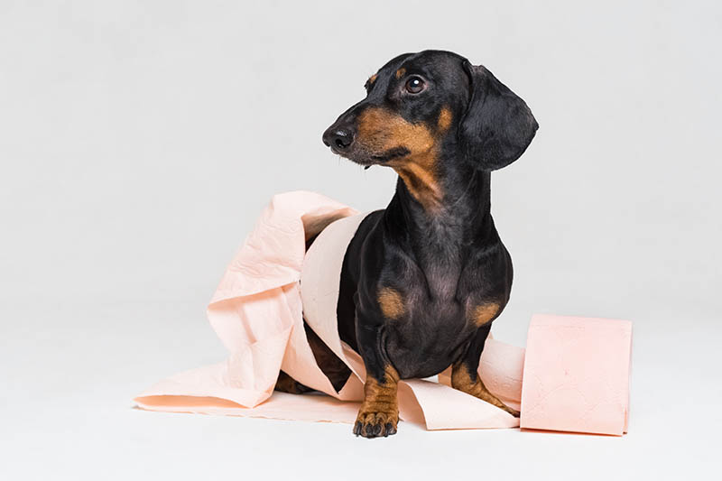 Are Dachshunds Easy To Potty Train