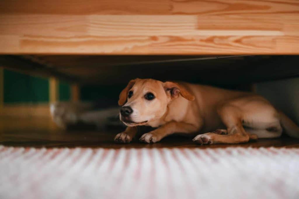 Why Does My Dog Hide Under My Bed