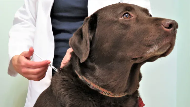 Puppy Vaccine Reactions