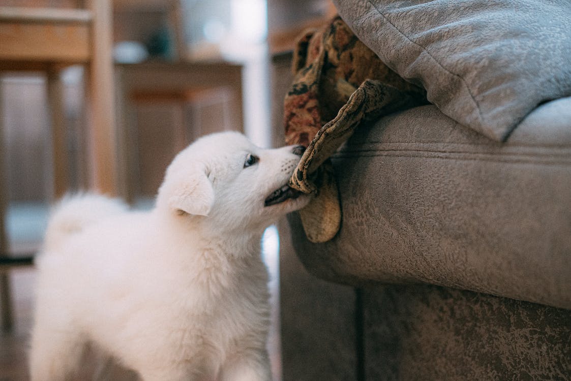 why does my dog lick the couch