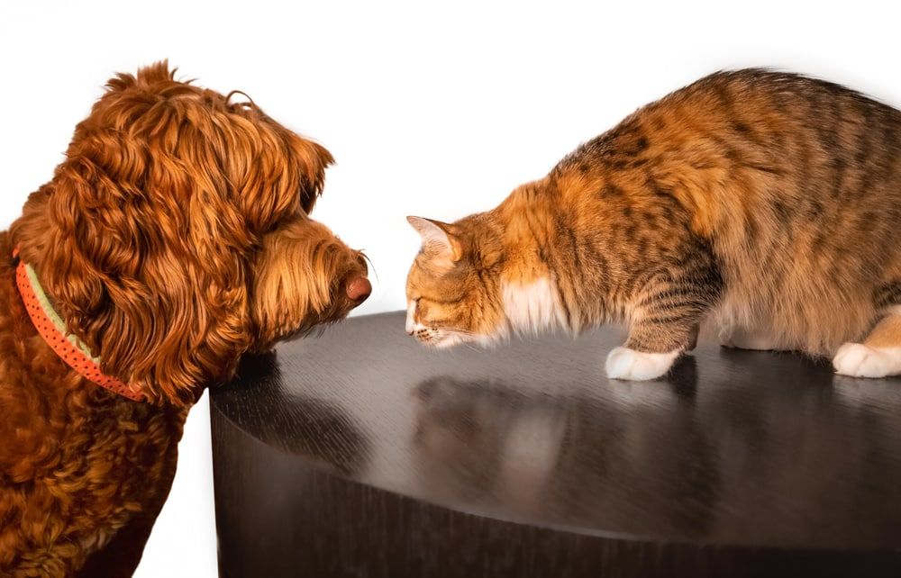 Labradoodle with Cat