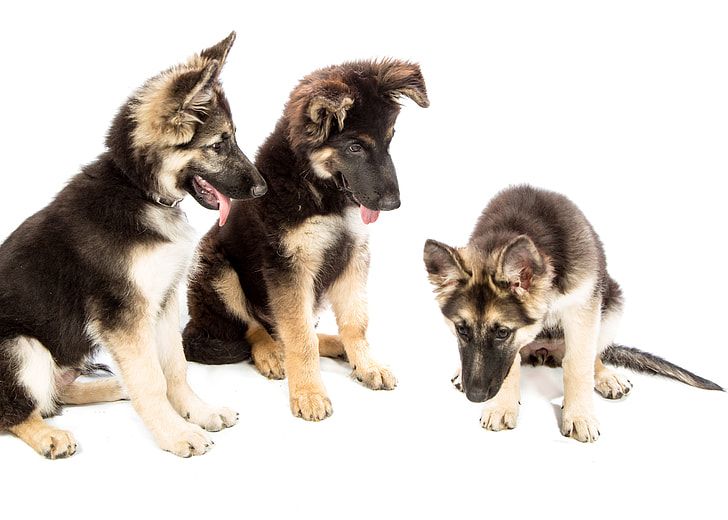 how many puppies can a german shepherd have