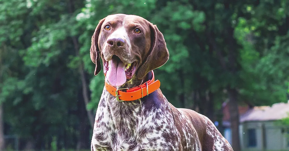 German Shorthaired Pointer
