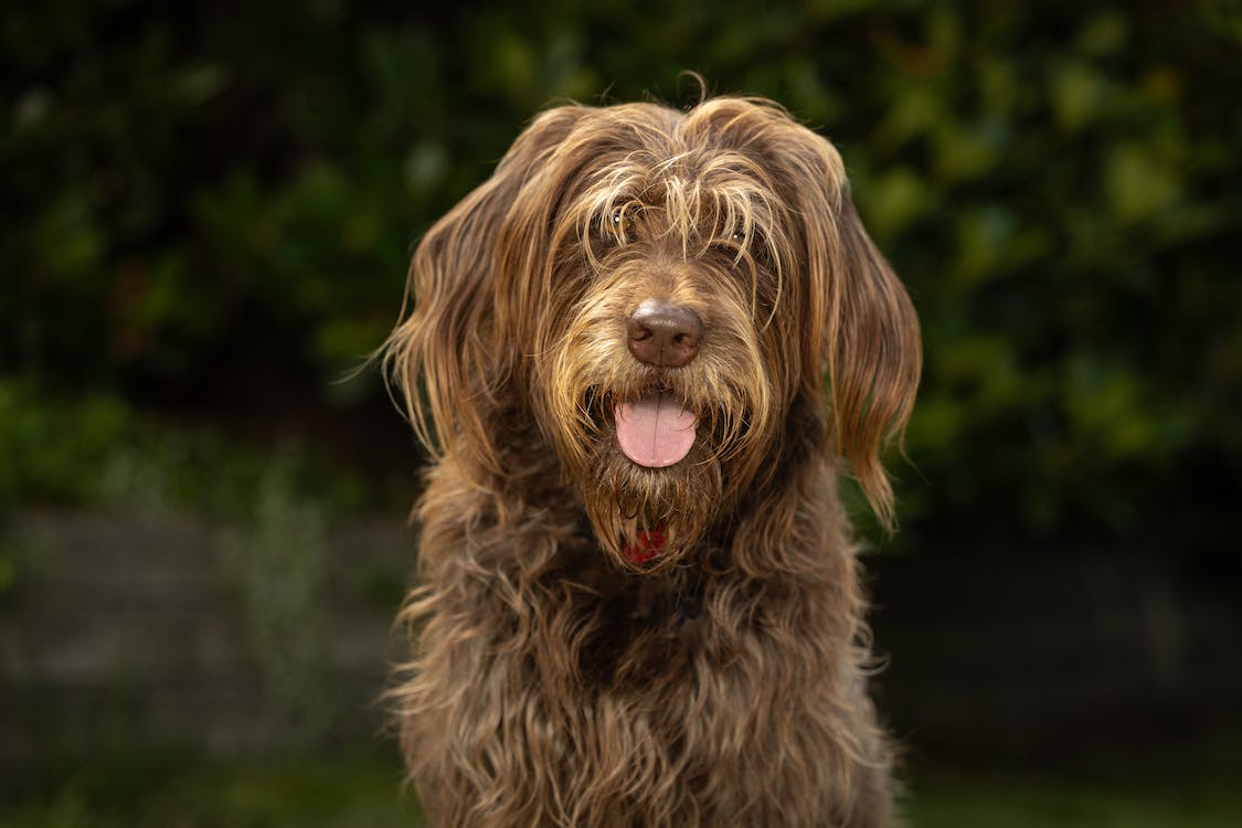 can labradoodles have straight hair