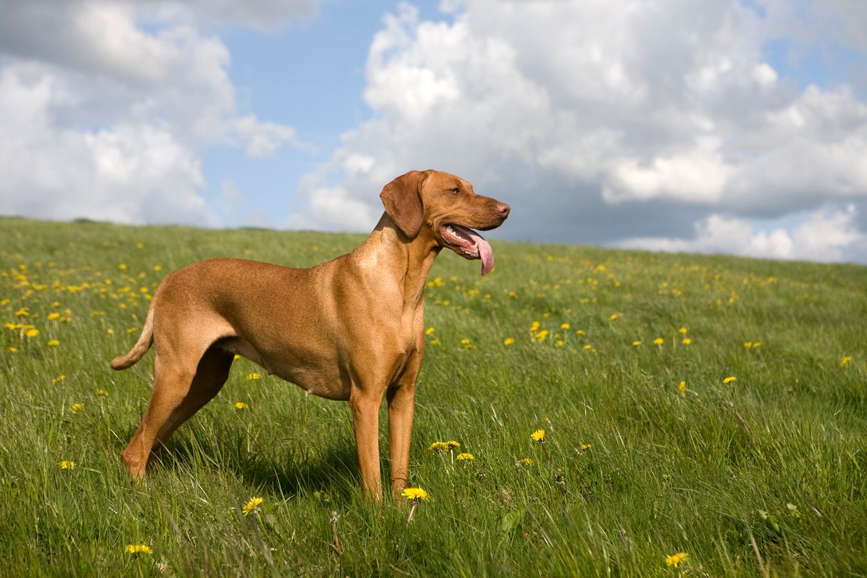 Vizsla dog in grass