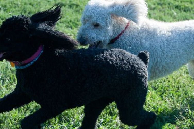 Can labradoodles hunt