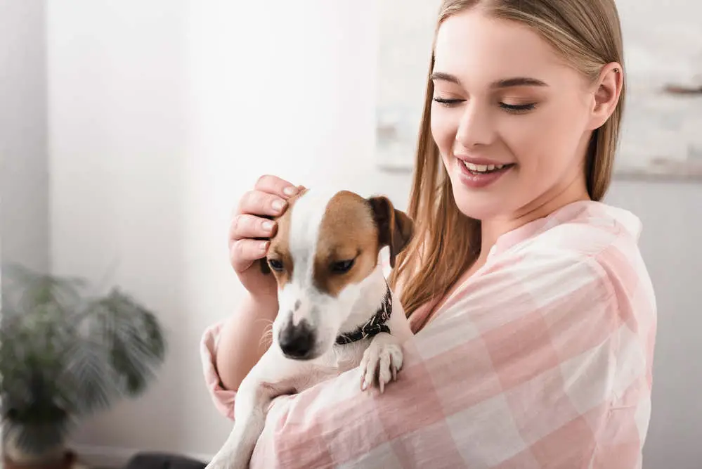 Do Jack Russell Terriers Like to Cuddle