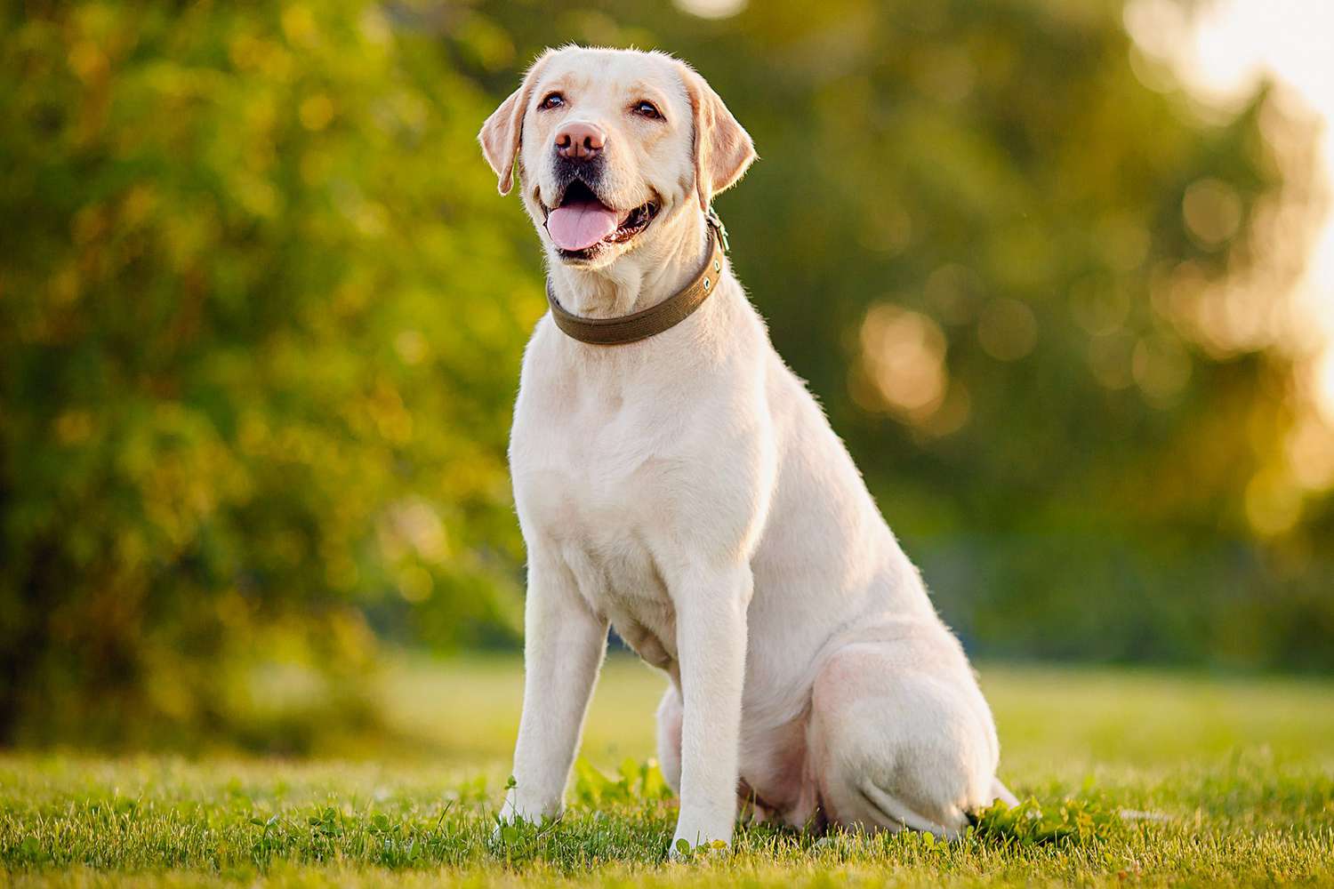 Labrador Retriever https://blog.tryfi.com/