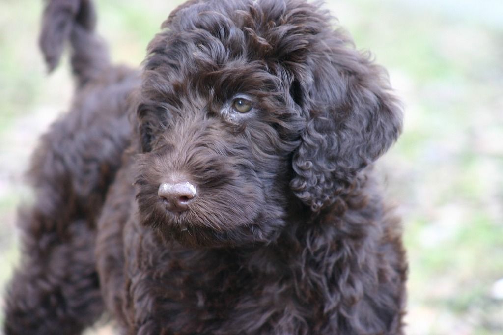 Are labradoodle smart